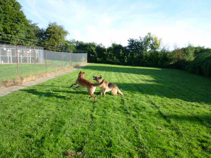 Two German Shepherds playing on the lawn