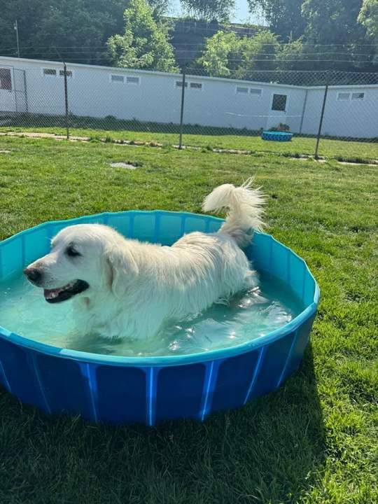 A cream golden retriever standing in a paddling pool in the exercise garden