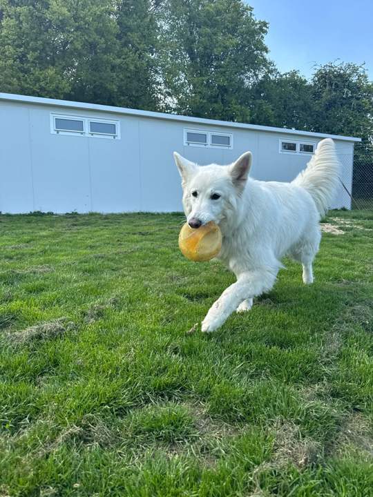 A white Swiss Shepherd carrying a ball across the lawn in front of the kennel block