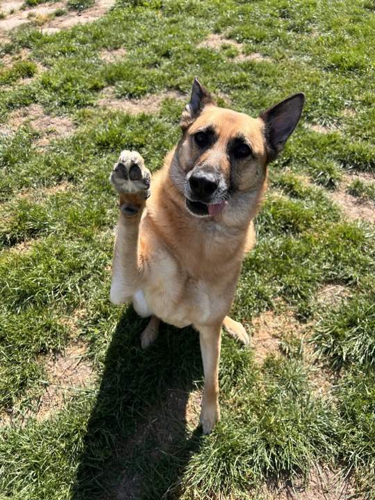 A German Shepherd sitting on the grass and raising a paw