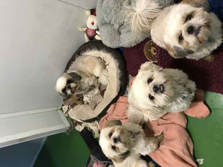 Five Shih Tzus relaxing together on their beds