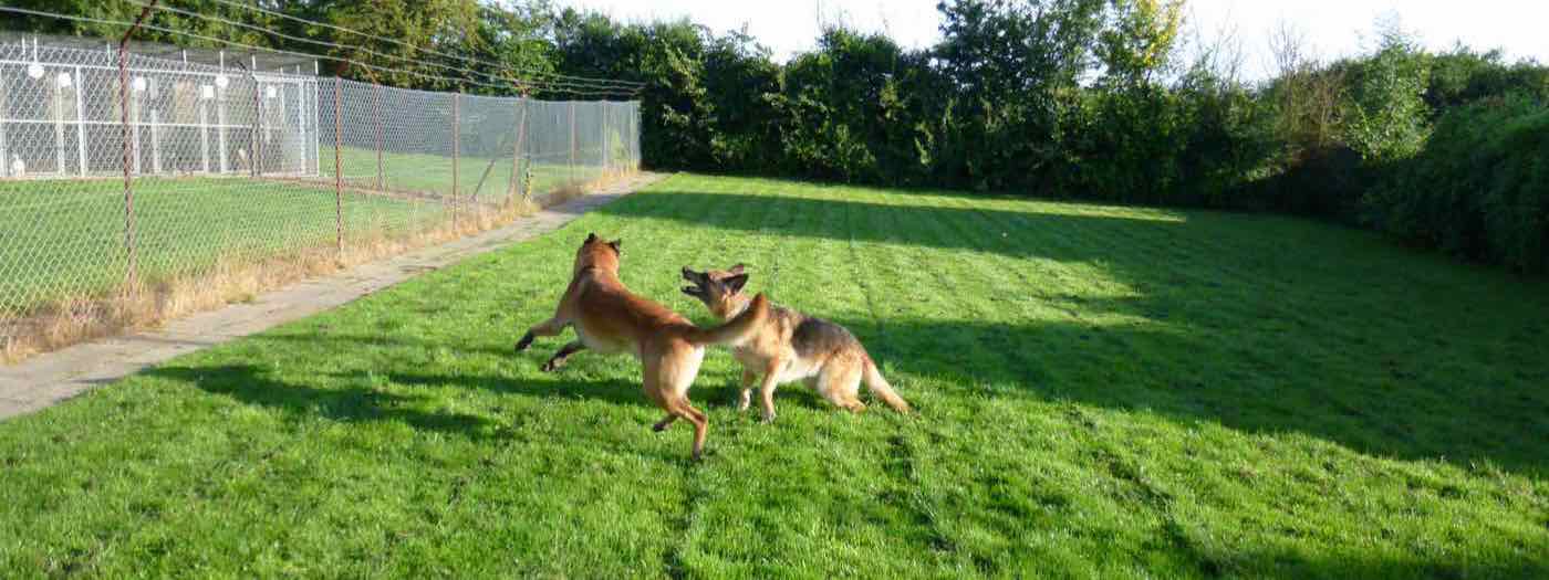 Two German Shepherds playing on the lawn of the exercise garden